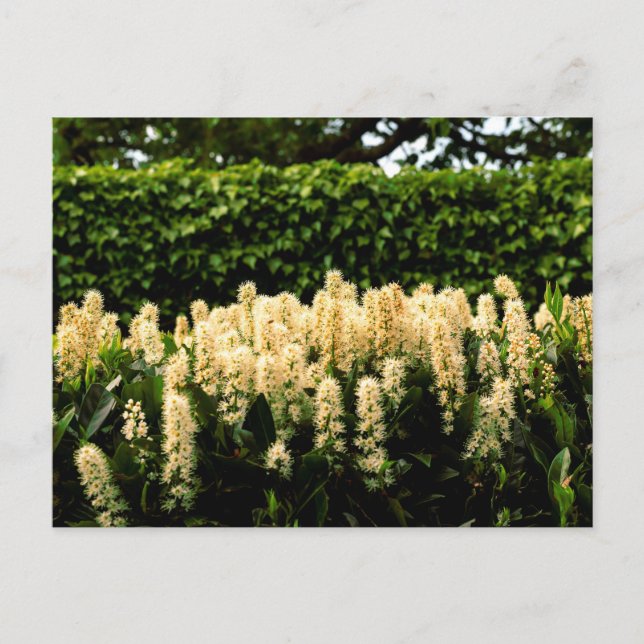 White blossom postcard (Front)