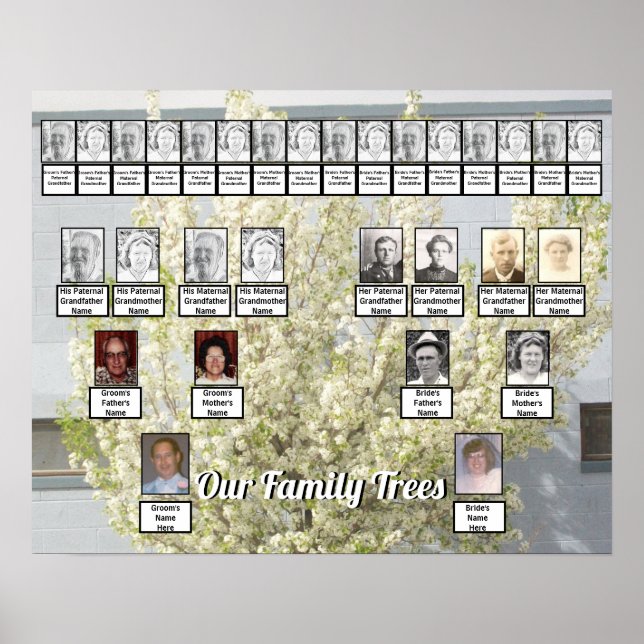 White Blossom Spring Tree Photo 2 Family Trees Poster (Front)
