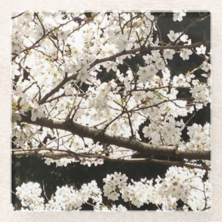 White Blossoming Dogwood Tree, closeup Glass Coaster