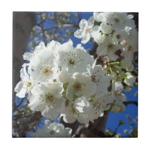 White Blossoms I Ornamental Pear Tree Ceramic Tile