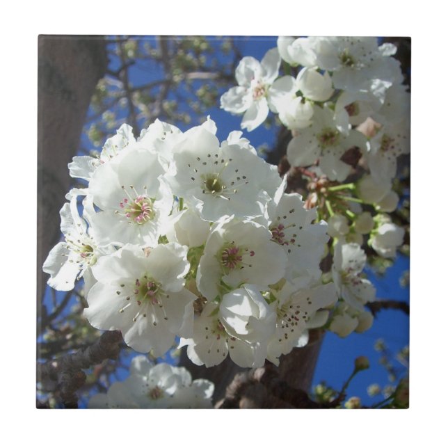 White Blossoms I Ornamental Pear Tree Ceramic Tile (Front)