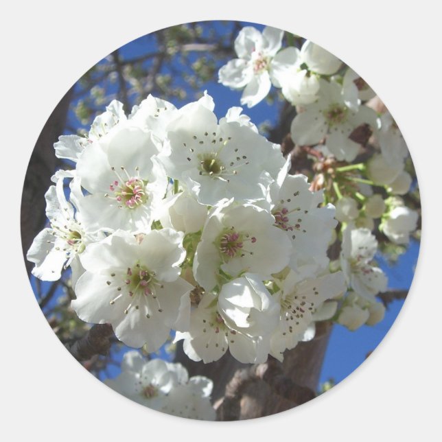 White Blossoms I Ornamental Pear Tree Classic Round Sticker (Front)