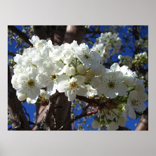 White Blossoms II Spring Flowering Tree Poster (Front)