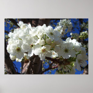White Blossoms II Spring Flowering Tree Poster
