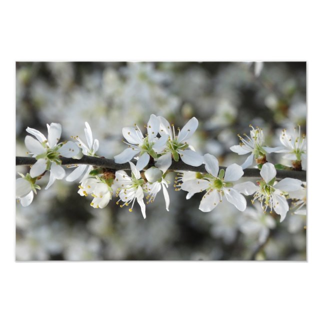 White Blossoms Photo Photo Print (Front)
