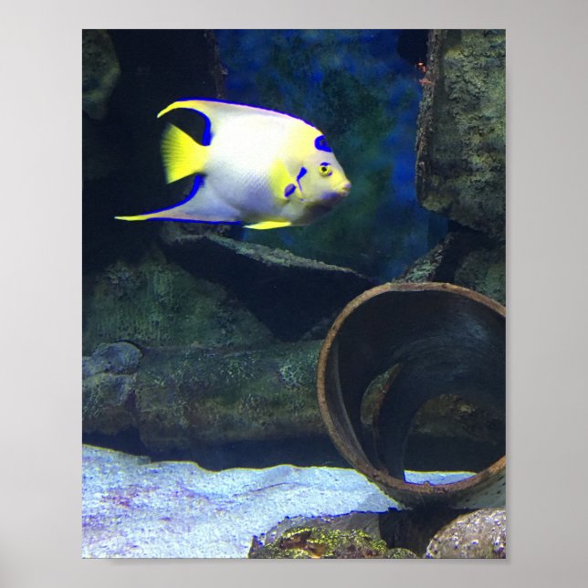 White Blue Yellow Fish Poster (Front)