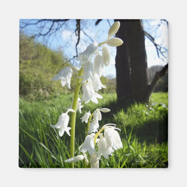 White Bluebells Magnet (Front)