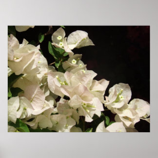 White Bougainvillea Flowers Poster