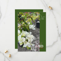 white bougainvillea or paperflower white as snow