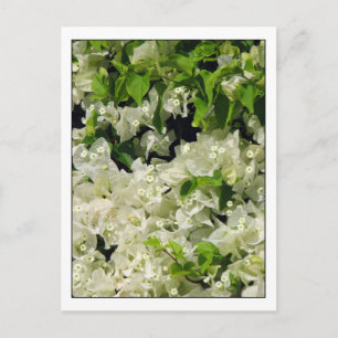 White Bougainvillea Postcard