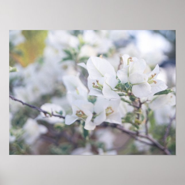 White Bougainvillea Poster (Front)