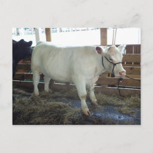 White Bovine Postcard