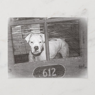White Boxer Dog Behind Door, Black and White Postcard
