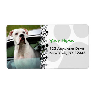 White Boxer in a Car