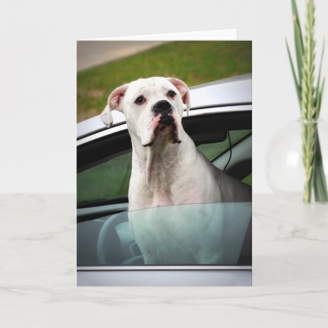 White Boxer in a Car Card (Front)