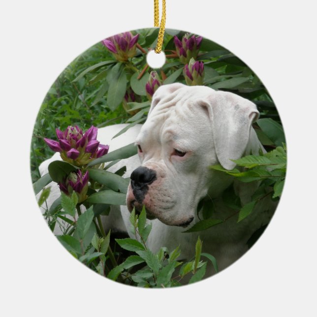 White Boxer in Pink Rhodies Ceramic Tree Decoration (Front)