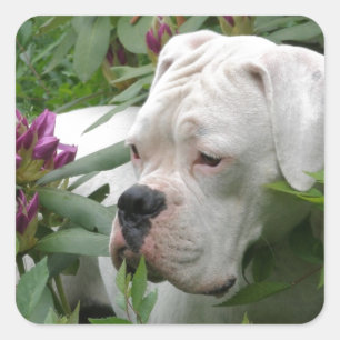 White Boxer in Pink Rhodies Square Sticker