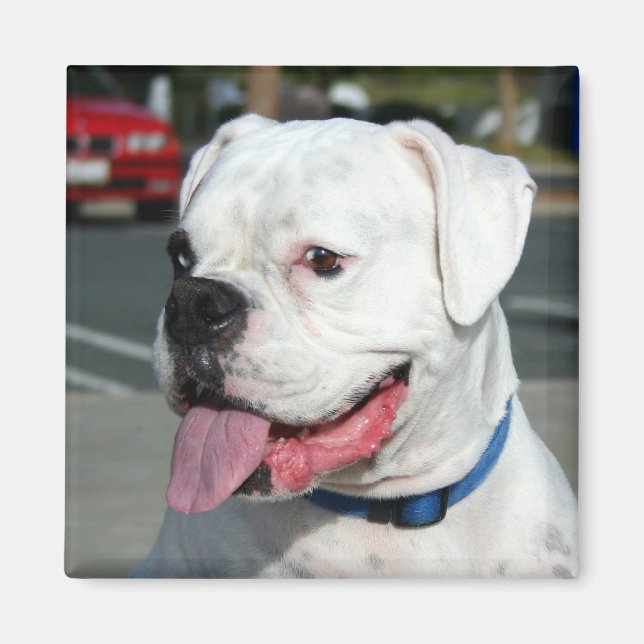 White Boxer magnet (Front)