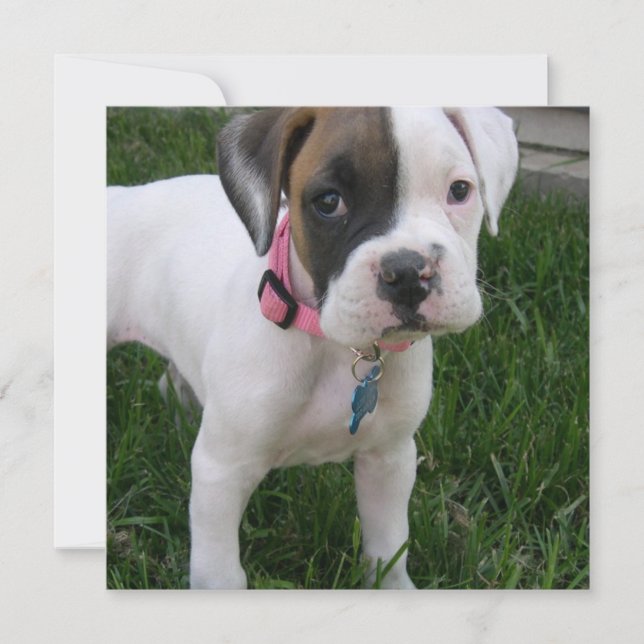 White Boxer Puppy Dog Invitation (Front)