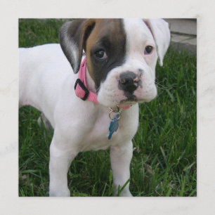 White Boxer Puppy Dog Invitation