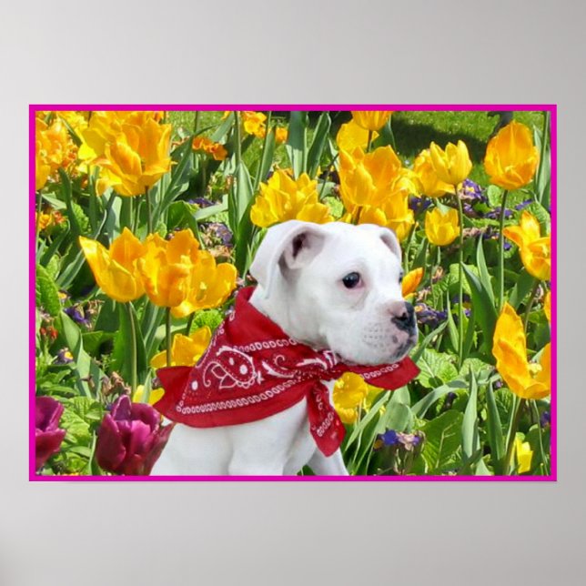 White boxer puppy in tulips poster (Front)