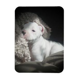 white boxer puppy magnet