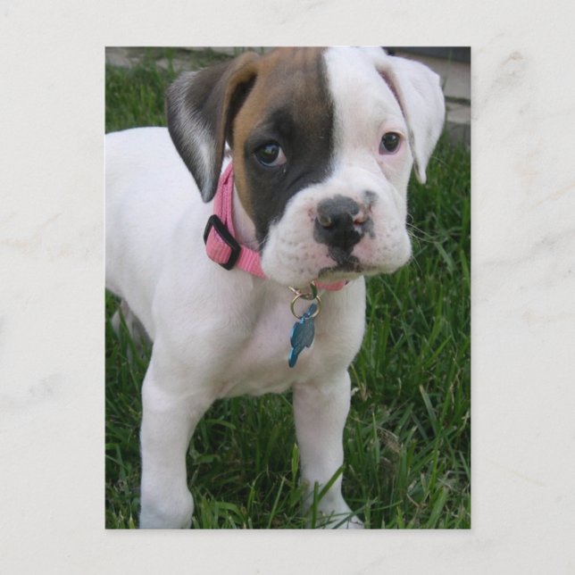 White Boxer Puppy Postcard (Front)