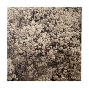 White Bradford Pear Spring Flowers Ceramic Tile
