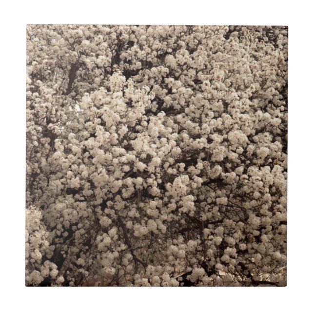 White Bradford Pear Spring Flowers Ceramic Tile (Front)