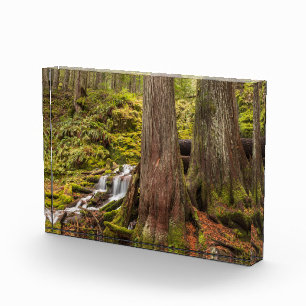 White Branch Falls, Oregon Cascades, Oregon Photo Block