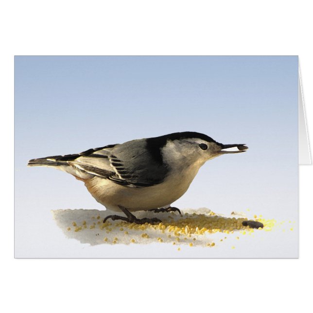 White-breasted Nuthatch (Front Horizontal)