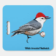White-breasted Nuthatch