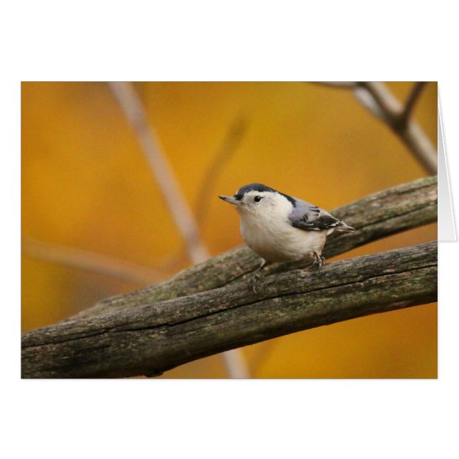White-breasted Nuthatch (Front Horizontal)