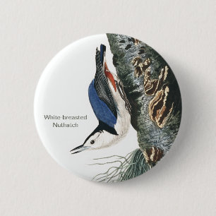 White-breasted Nuthatch, Audubon Bird Fashion 6 Cm Round Badge