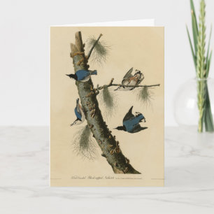 White Breasted Nuthatch Audubon's Birds of America Card