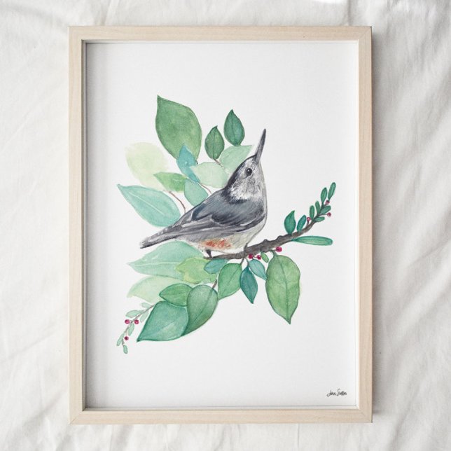 White Breasted Nuthatch Bird Art Print (Creator Uploaded)
