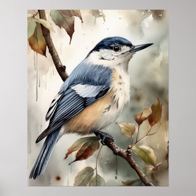 White Breasted Nuthatch Bird Art Print Poster (Front)
