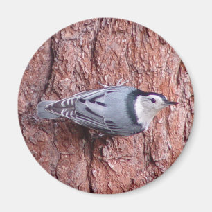 White breasted Nuthatch Bird Magnet