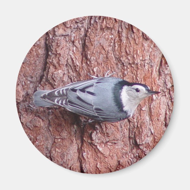 White breasted Nuthatch Bird Magnet (Front)