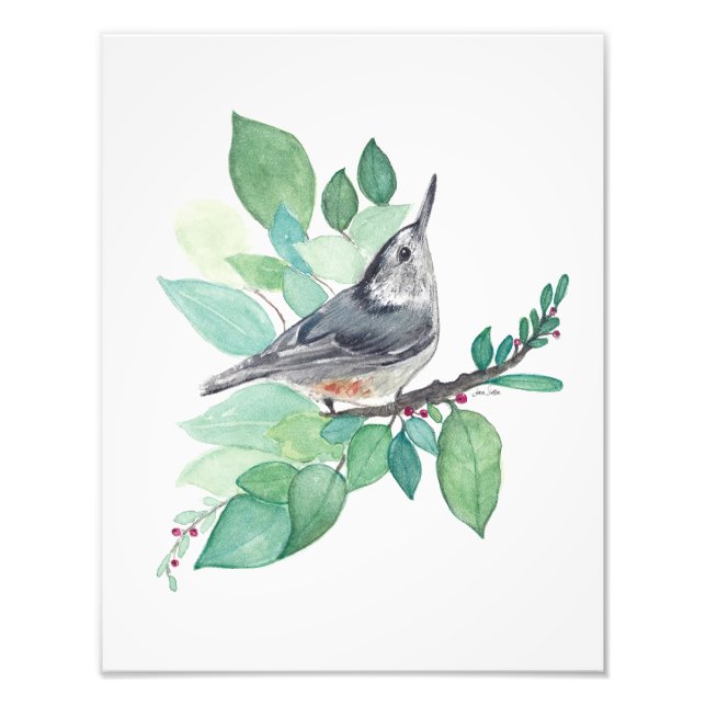 White Breasted Nuthatch Bird Photo Print (Front)