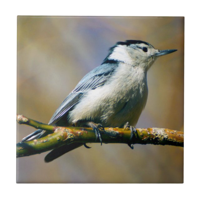 White-Breasted Nuthatch Ceramic Photo Tile (Front)