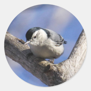 White-breasted Nuthatch Classic Round Sticker