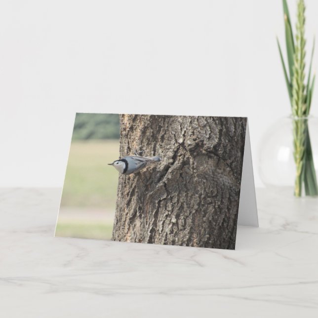 "White-Breasted Nuthatch" Easter Card (Front)