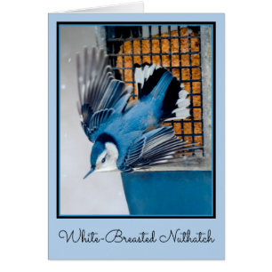 White-Breasted Nuthatch in Snow - Original Photo