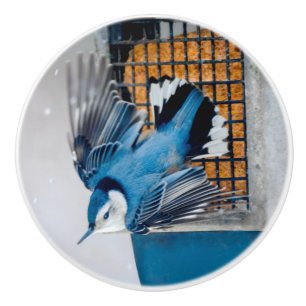 White-Breasted Nuthatch in Snow - Original Photo Ceramic Knob