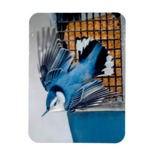 White-Breasted Nuthatch in Snow - Original Photo Magnet