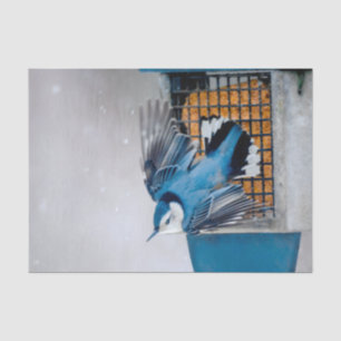 White-Breasted Nuthatch in Snow - Original Photo Tissue Paper