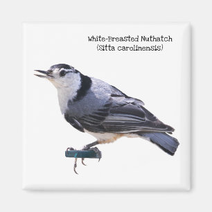 White-Breasted Nuthatch Magnet