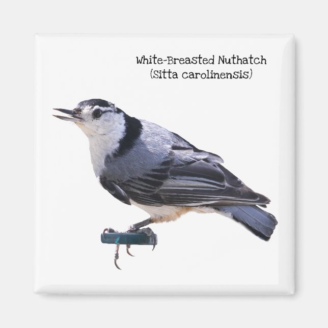 White-Breasted Nuthatch Magnet (Front)