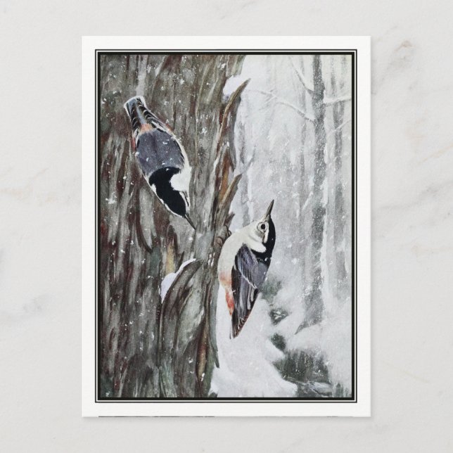 White-Breasted Nuthatch - Robert Bruce Horsfall Postcard (Front)